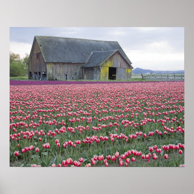 WA, Skagit Valley, Tulpanfält och lada Poster (Framsidan)