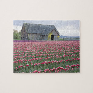 WA, Skagit Valley, Tulpanfält och lada Pussel