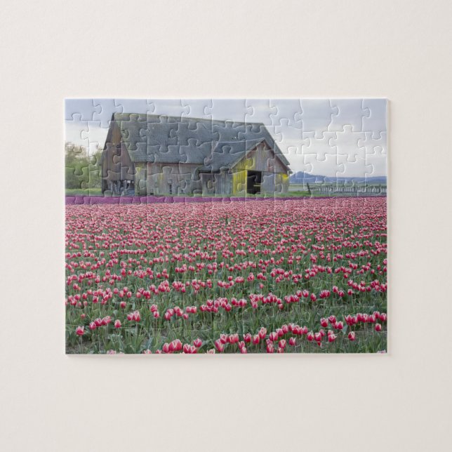 WA, Skagit Valley, Tulpanfält och lada Pussel (Horisontell)
