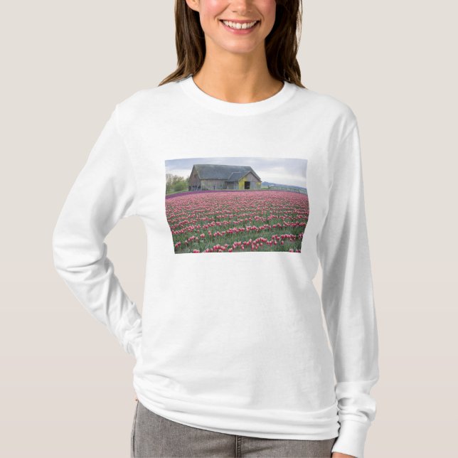 WA, Skagit Valley, Tulpanfält och lada Tee (Framsida)