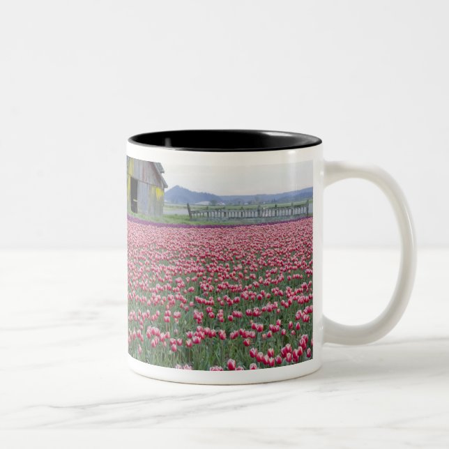 WA, Skagit Valley, Tulpanfält och lada Två-Tonad Mugg (Höger)