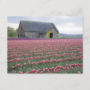 WA, Skagit Valley, Tulpanfält och lada Vykort