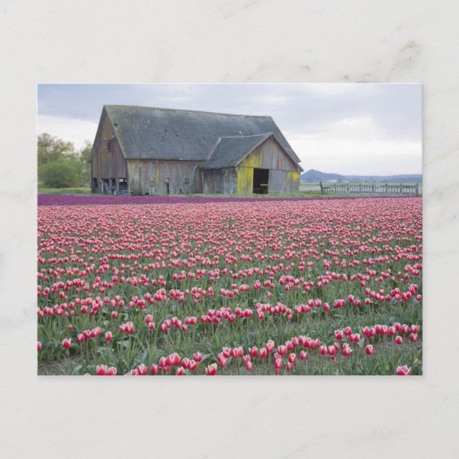 WA, Skagit Valley, Tulpanfält och lada Vykort (Framsida)