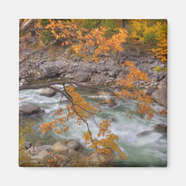 WA, Wenatchee National Forest, Maple träd och Magnet (Framsidan)