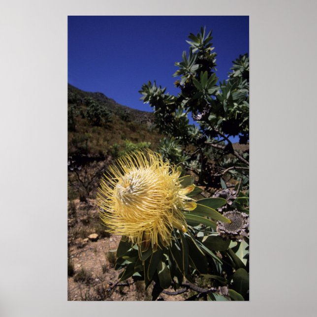 Waboom Protea (Protea Nitidia), Langeberg Poster (Framsidan)