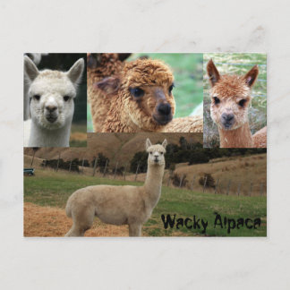Wacky Alpaca Vykort