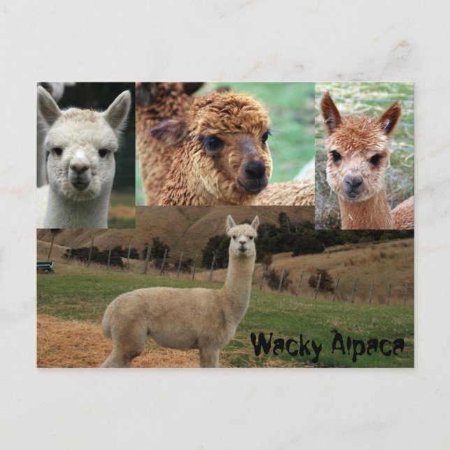 Wacky Alpaca Vykort (Framsida)