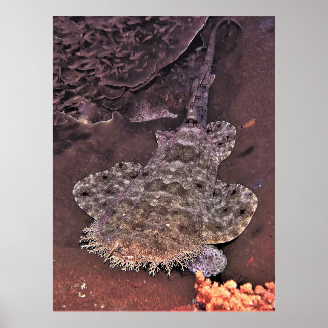 Wacky Konstig Wobbegong Poster (Framsidan)