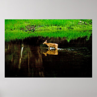 wading hjort poster
