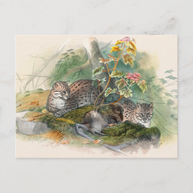 Wagati-katten av Joseph Varg Vykort (Framsida)