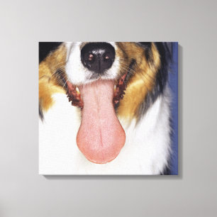 Wagging tunga för Collie Canvastryck