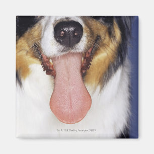 Wagging tunga för Collie Magnet