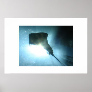 Waikiki Stingray Poster