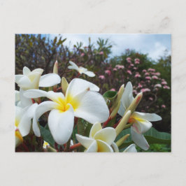 Waikoloa Plumerias vykort 1