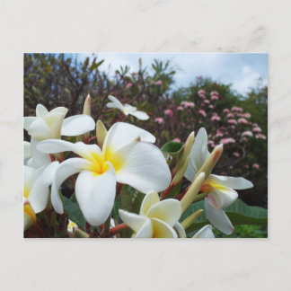 Waikoloa Plumerias vykort 1