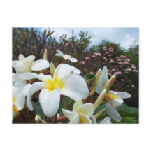 Waikoloa Plumerias vykort 1