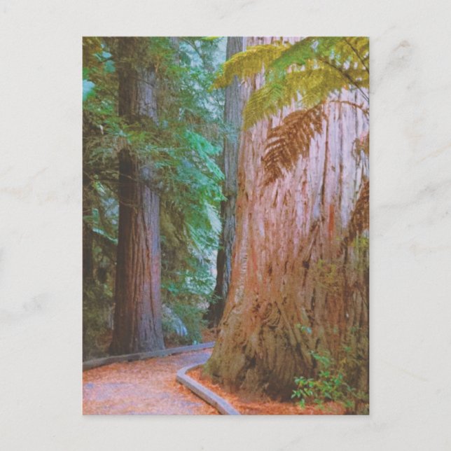 Wakawakareva Forest Vykort (Framsida)