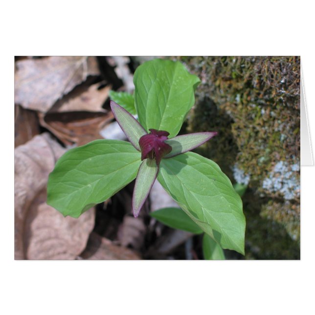 Wake Robin - Anpassad2 OBS Kort (Framsidan Horizontal)