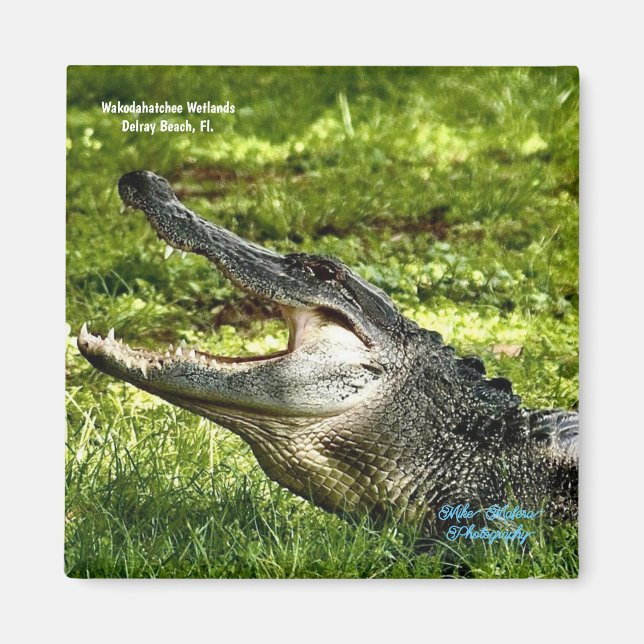 Wakoahatchee Wetlands Alligator Fridge Magnet (Framsidan)