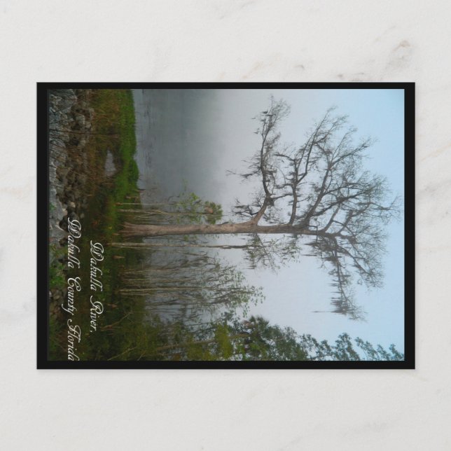 Wakulla County Florida Postcard Vykort (Framsida)