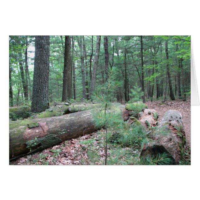 Walden Forest Hälsningskort (Framsidan Horizontal)