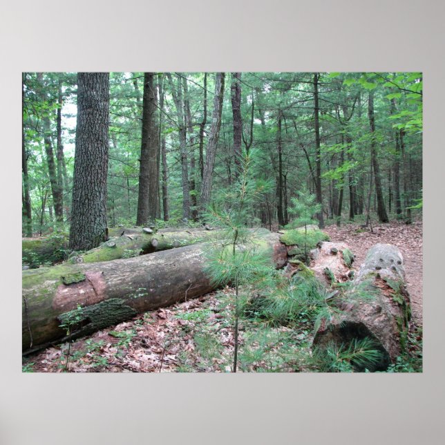 Walden Forest Poster (Framsidan)