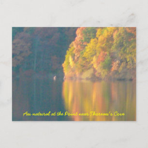 Walden Pond-vykort Vykort