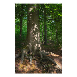 Waldimpression Fototryck