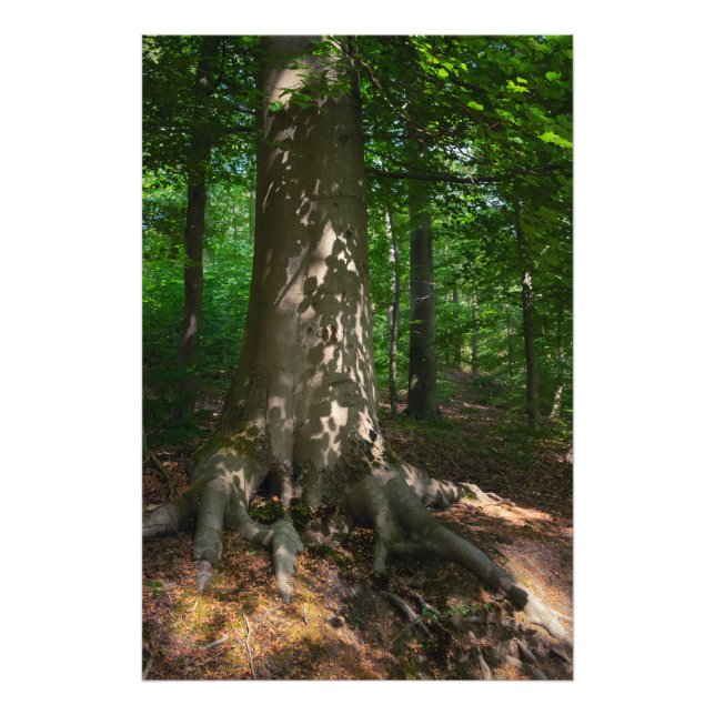 Waldimpression Fototryck (Framsidan)