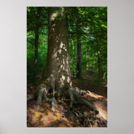 Waldimpression Poster