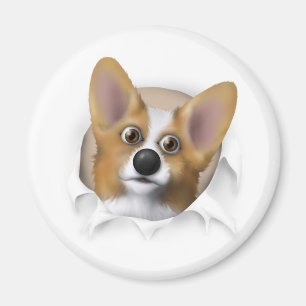 Walesisk Corgi 1 som ut slår sönder Magnet
