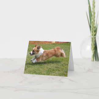 Walesisk Corgi för flygkofta Kort