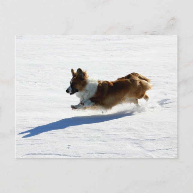 Walesisk Corgi för flygkofta Vykort (Framsida)