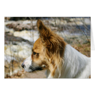 Walesisk Corgi för kofta Hälsningskort