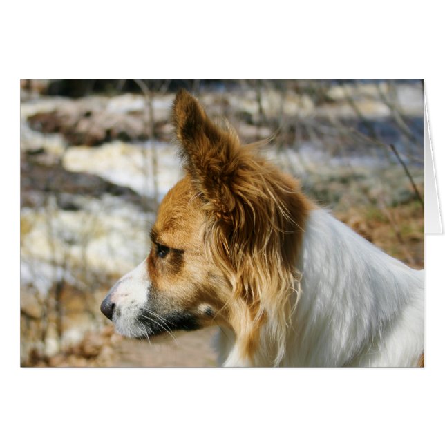 Walesisk Corgi för kofta Hälsningskort (Framsidan Horizontal)