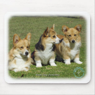 Walesisk Corgi (pembroken) Musmatta