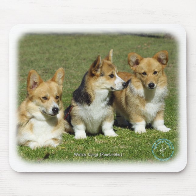 Walesisk Corgi (pembroken) Musmatta (Framsidan)