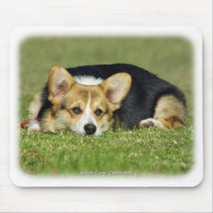 Walesisk Corgi (pembroken) Musmatta