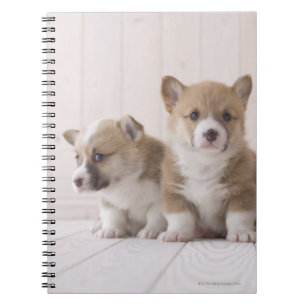 Walesisk Corgi tre Anteckningsbok