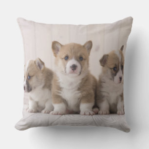 Walesisk Corgi tre Kudde