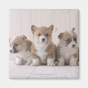 Walesisk Corgi tre Magnet
