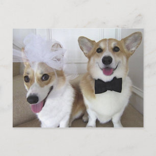 WALESISK CORGIBRUD OCH BRUDGUM VYKORT