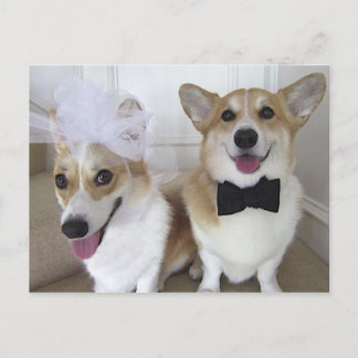 WALESISK CORGIBRUD OCH BRUDGUM VYKORT