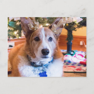 Walesisk Corgijul för Pembroke Helg Vykort