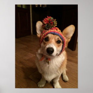 Walesisk CorgiPembroke som ha på sig en räcka Poster
