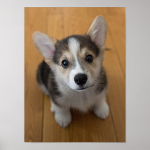 Walesisk Corgivalp 3 för Pembroke Poster