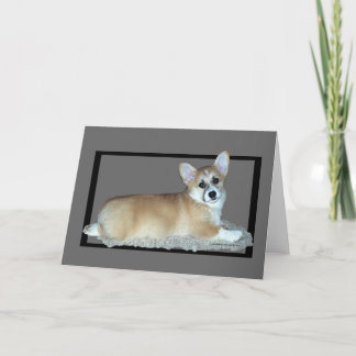 Walesisk Corgivalp för Pembroke Kort