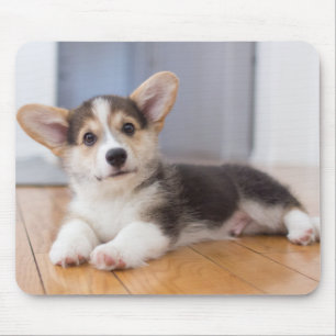 Walesisk Corgivalp för Pembroke Musmatta
