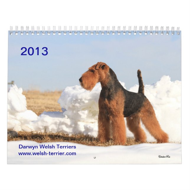 Walesisk kalender för Terrier 2013 vid Darwyn (Omslag)