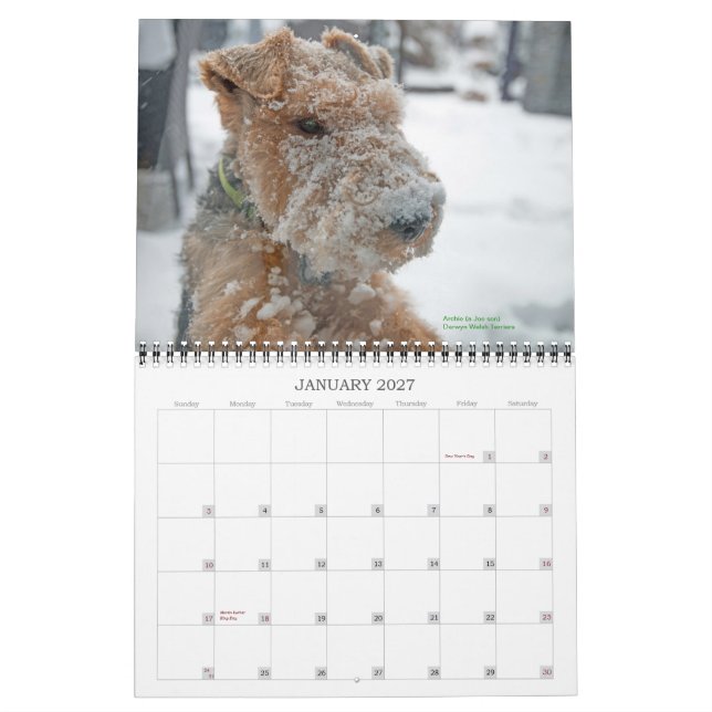 Walesisk kalender för Terrier 2015 vid Darwyn (Jan 2027)